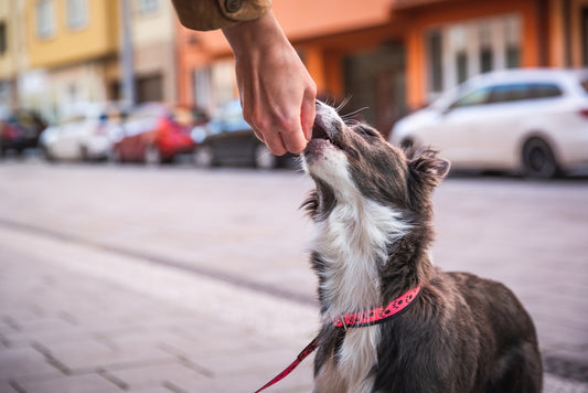 Giving Dog Treats