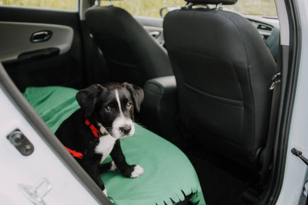 How to Calm an Anxious Dog in The Car